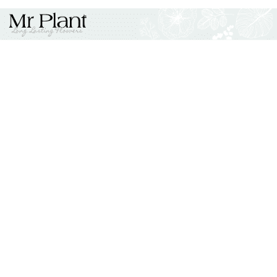 Mr Plant