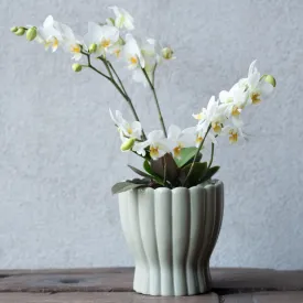 orkidékruka-Hedvig-grön-från-Wikholm-Form