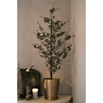 larch-tree