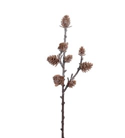twig-cut-flower-cones-brown-with-frost