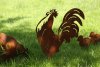 Chicken stick, rust - Wikholm Form