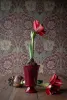 A red amaryllis in a high-gloss Christmas red Meryl trophy pot on a foot standing on a rustic wooden table in front of a pattern