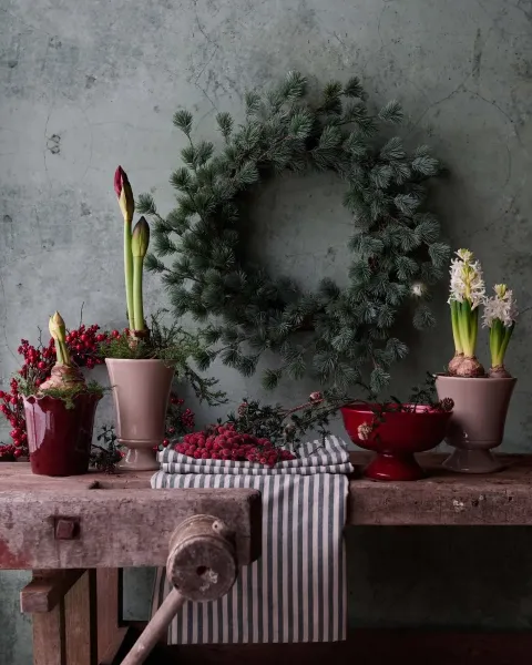 A red Meryl planter on a foot standing on a rustically worn planing bench next to amaryllis, hyacinths and a large green Christm