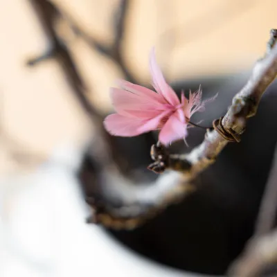 Old pink thread feather on branch from A Lot Decoration