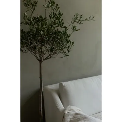 kalkfärg-forest-från-kalklitir