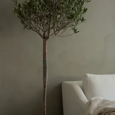 kalkfärg-forest-från-kalklitir