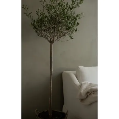 kalkfärg-forest-från-kalklitir