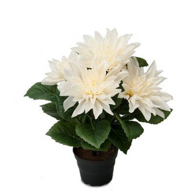 krukväxt-dahlia-cremevit-mrplant
