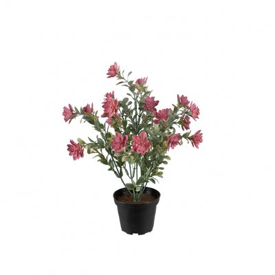 krukväxt-succulent-rosa-mrplant