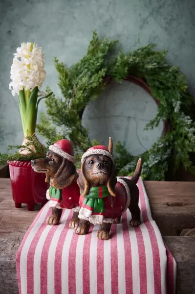 Two brown Christmas dachshunds in red dog sweaters and Santa hats standing on a red and white striped runner in front of a green