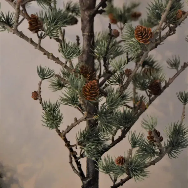 larch-tree