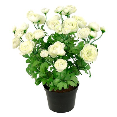 potted-flower-ranunculus-white-mrplant