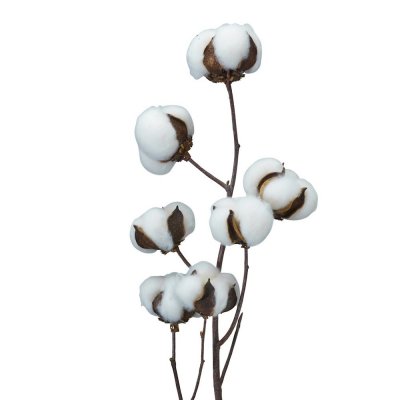 cotton-twig-80cm