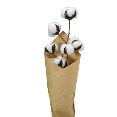 cotton-twig-80cm