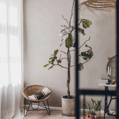 celadon-primo-lime-pant-painted-on-wall