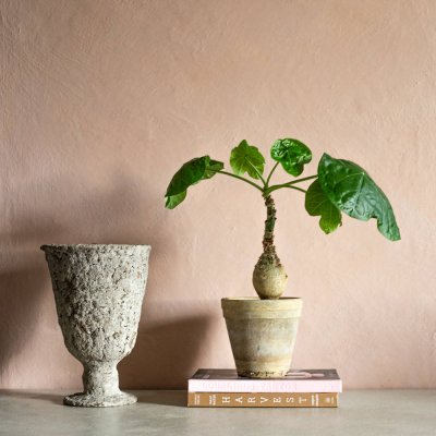 limepaint-floria-kalklitir-1kg-bag