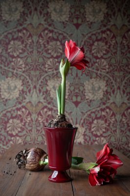 En röd amaryllis i en högblank julröd Meryl pokalkruka på fot stående på ett rustikt träbord framför en mönstrad tapet från Wikh