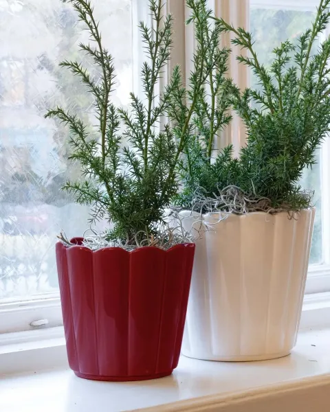 Pot Edna Red 2-set - Wikholm Form